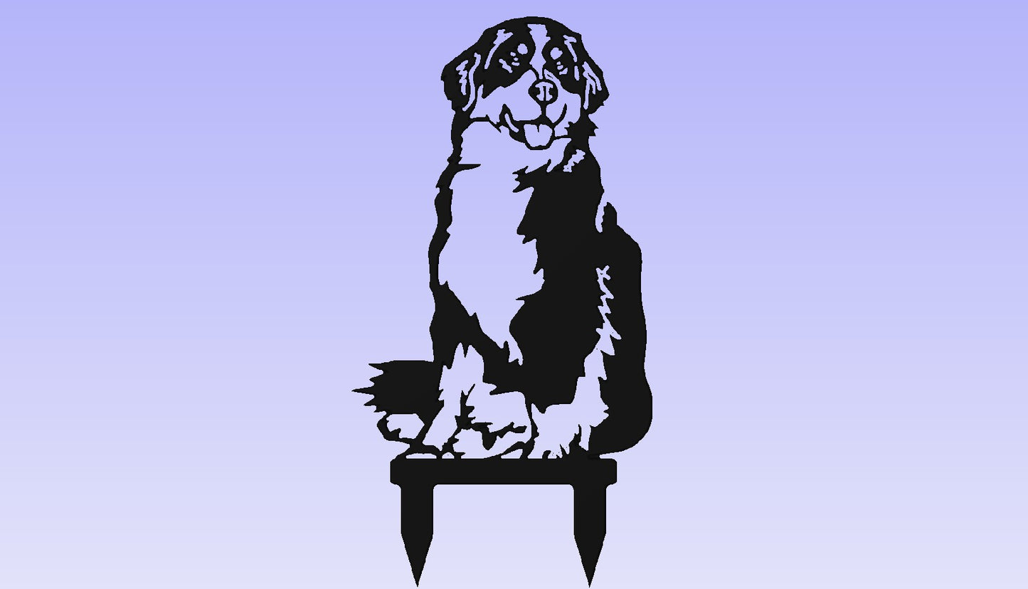 Bernese Mountain Dog